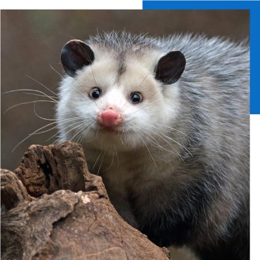 Best Possum Removal Melbourne