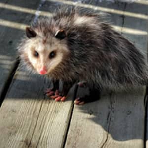 Commercial Possum Removal