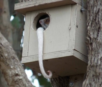 Possum Nest Box On A Tree