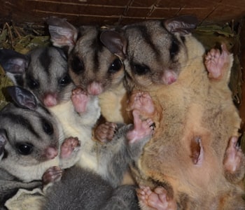 Possum Nest Box