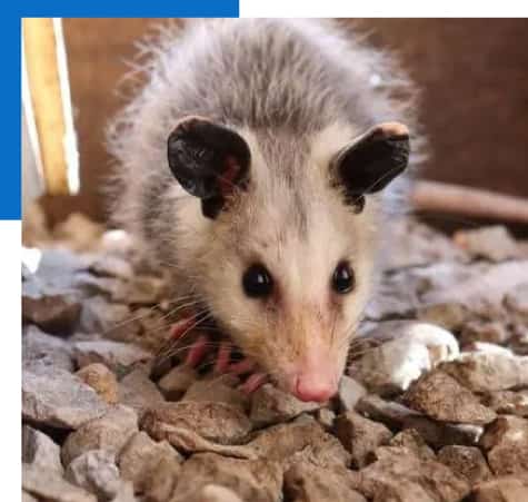 Possum Removal Melbourne