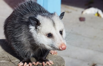 Possum Removal Services