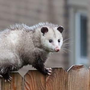 Residential Possum Removal