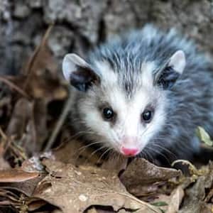 Same-Day Possum Removal