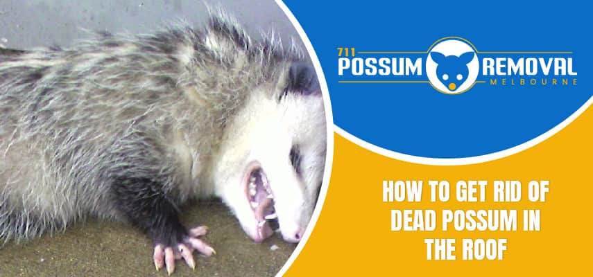 get rid of dead possum in the roof