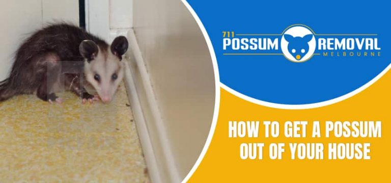 How To Get A Possum Out Of Your House