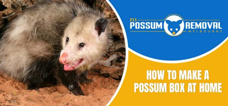 Make a Possum Box at Home