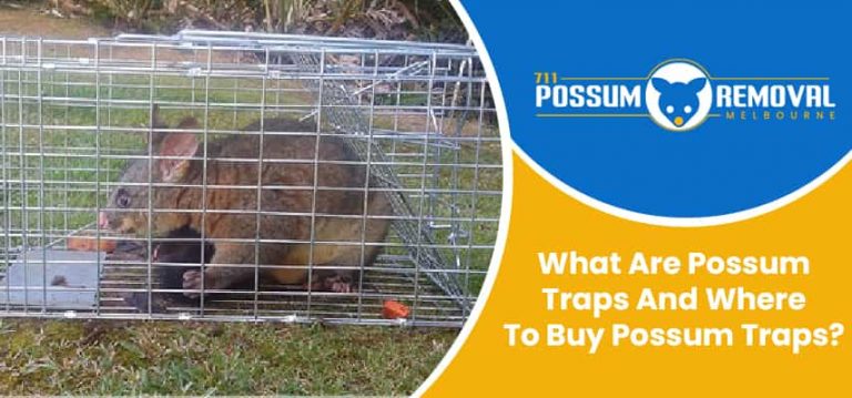 Possum Traps Service
