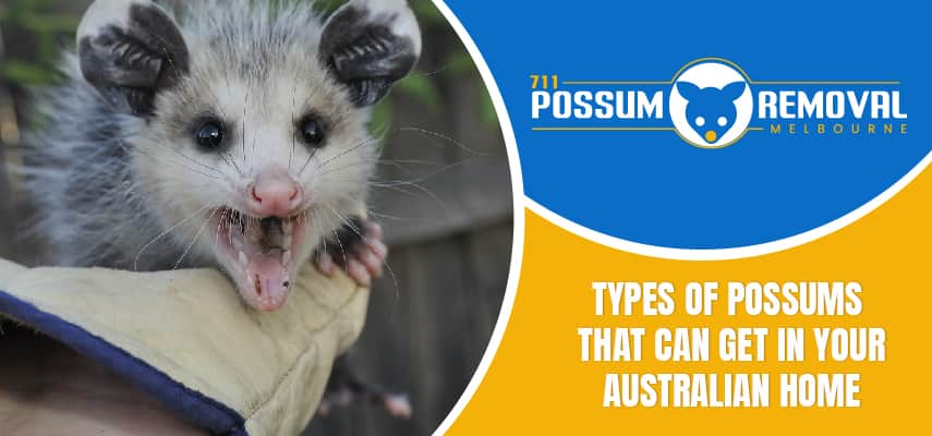 remove possum-form your australian home