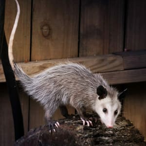 Backyard Possum Removal