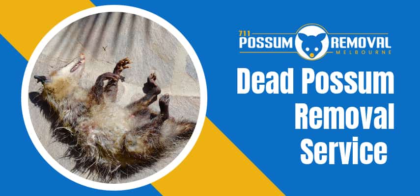 Best Dead Possum Removal Service
