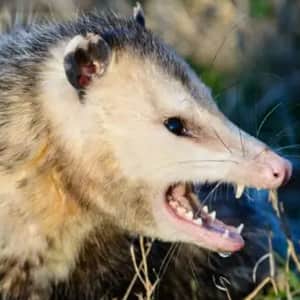 Underdeck Possum Removal