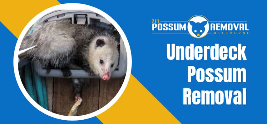 Underdeck Possum Removal Service