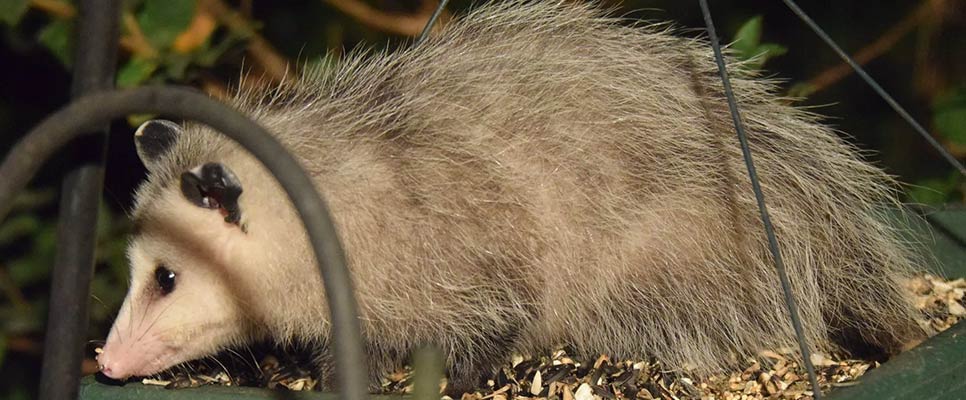5 Big Signs Of Possum Intrusion In Your Home