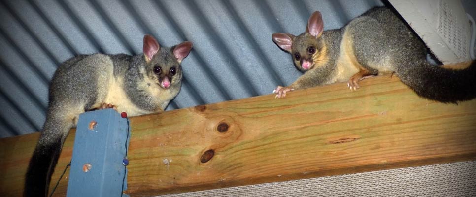 The Importance Of Properly Sealing Your Home To Prevent Possums From Returning